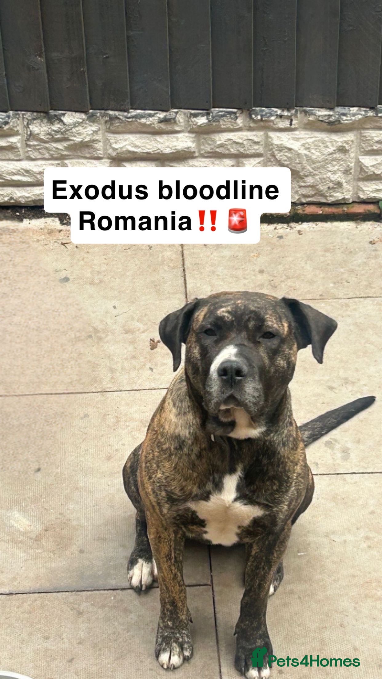 Presa Canario dogs (Outstanding) Presa Canario puppies - Advert 2