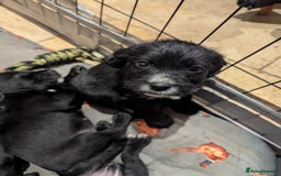 Mixed Breed dogs for sale: Stunning Puppies Ready to go 10 November - Image 11
