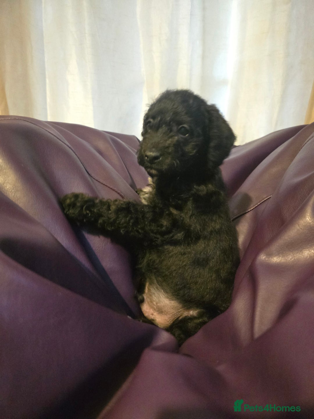 Mixed Breed dogs for sale: Poodles cross patterdale boy pupies - Advert 17