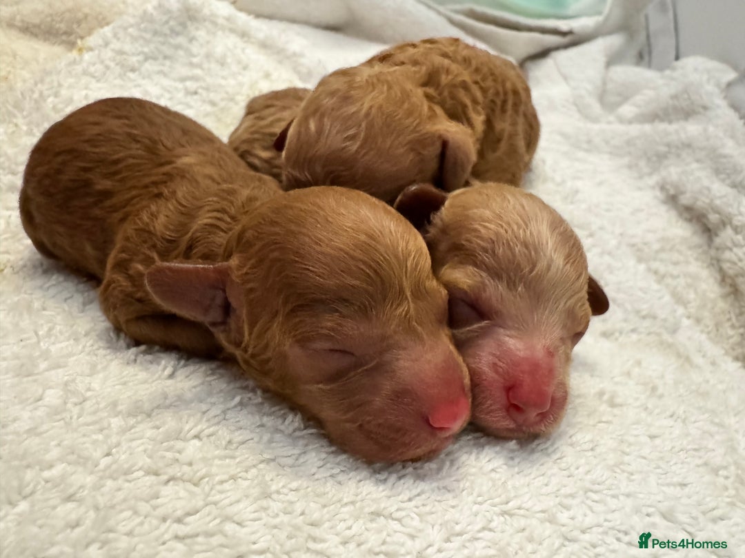 Toy Poodle dogs for sale: KC Registered Red Toy Poodle Puppies - Image 13