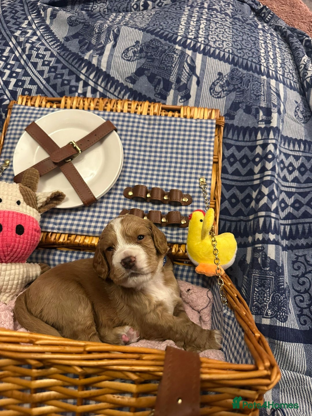 Cocker Spaniel dogs for sale: Pedigree Cocker Spaniels SOLD - Advert 18