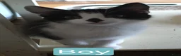 British Shorthair cats for sale: Four Beautiful Kittens for sale - Advert 8