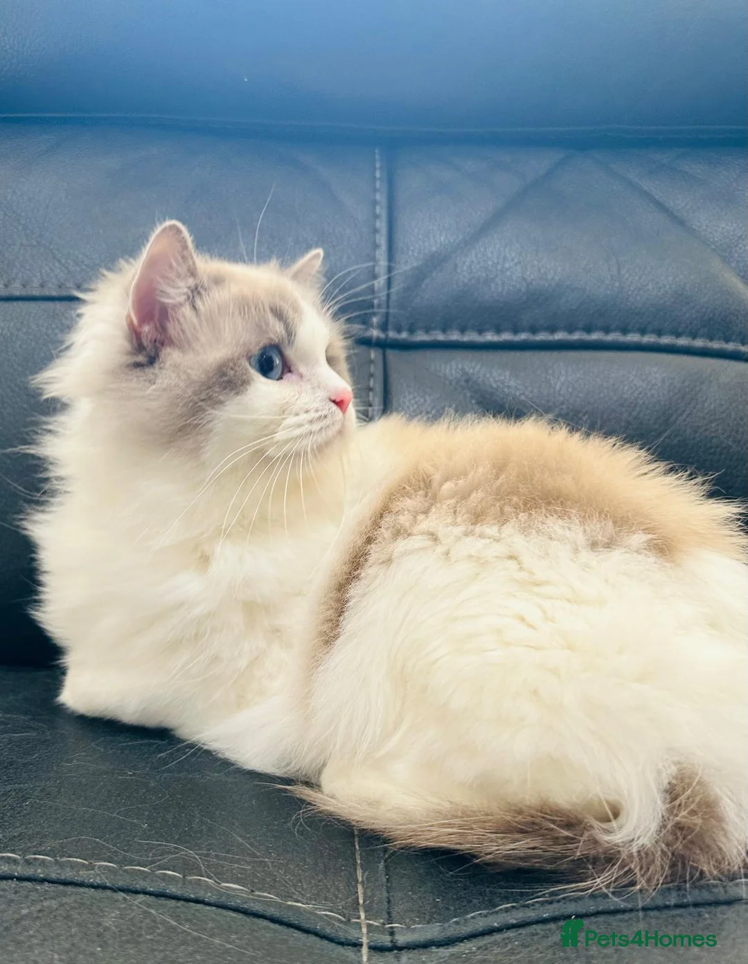 Ragdoll cats for sale: Stunning female ragdoll cats for sale  - Advert 11