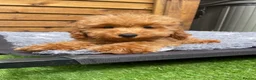 Cockapoo dogs for sale: Tiny Toy F1B Cockapoos. FULLY VAX’D! LAST 2 BOYS!! - Advert 6
