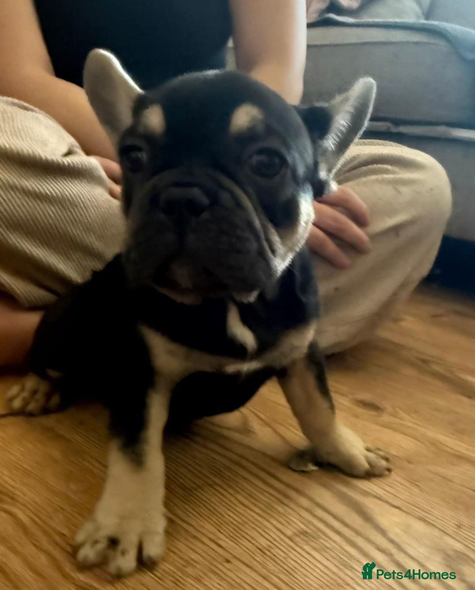 French Bulldog dogs READY NOW french bulldog puppies. fluffy carriers. - Advert 1