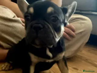 French Bulldog dogs READY NOW french bulldog puppies. fluffy carriers. - Advert 18
