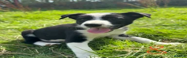 Pup 8