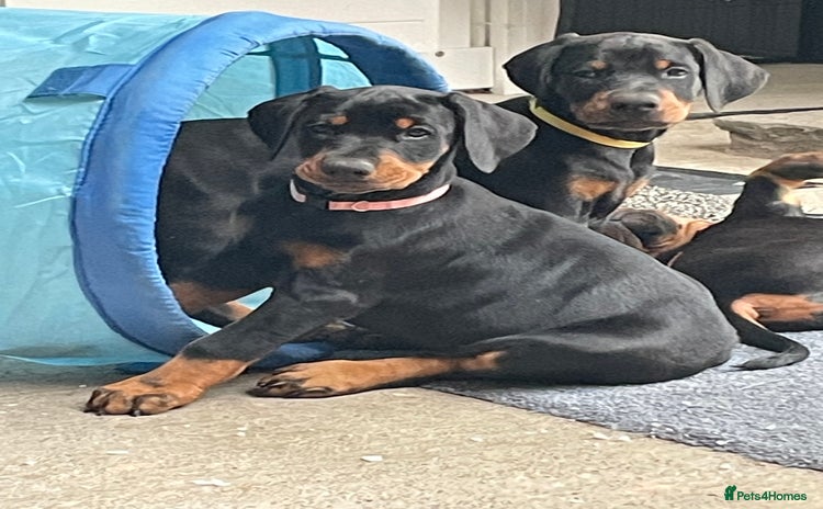 Dobermann dogs - Advert 1