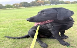 Labrador Retriever dogs for sale: Labrador retriever  - Image 2