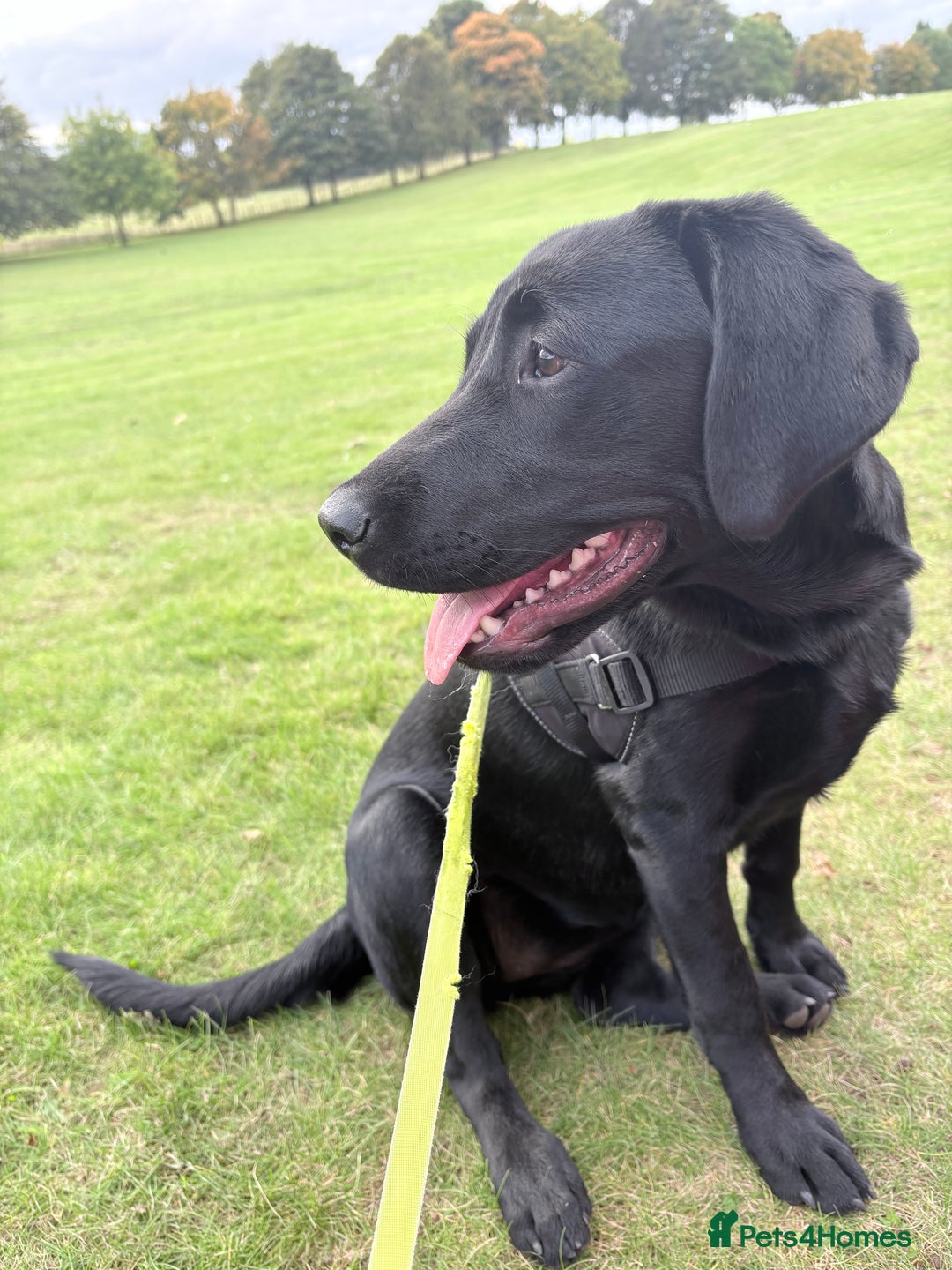 Labrador Retriever dogs for sale: Labrador retriever  - Image 2