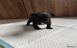 Mixed Breed dogs for sale: Chihuahua, Brussels Griffon cross pups - Image 7