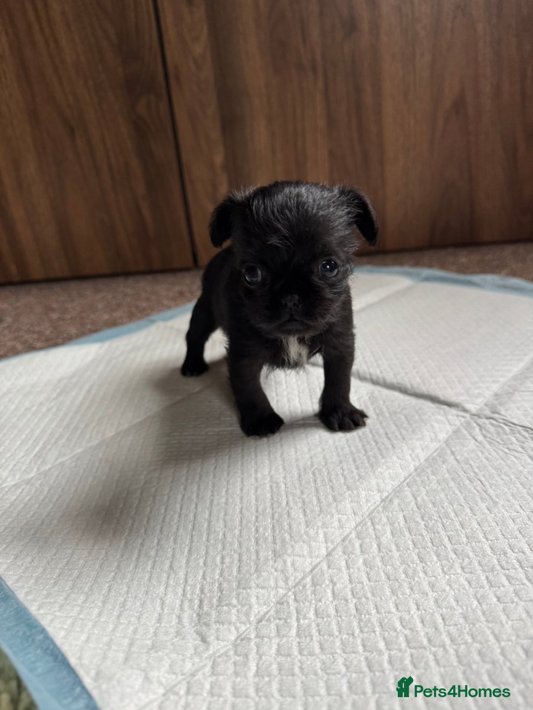 Mixed Breed dogs for sale: Chihuahua, Brussels Griffon cross pups - Image 7
