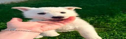 White Swiss Shepherd dogs for sale: White Swiss Shepherd puppies - Advert 3