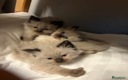 Ragdoll cats for sale: Beautiful, fluffy seal point ragdoll babies - Advert 12