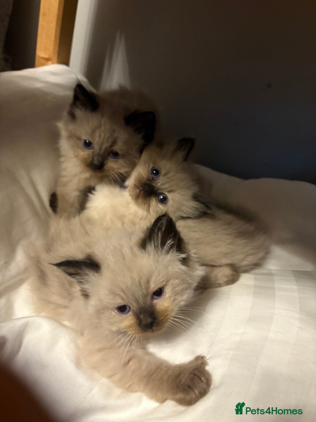 Ragdoll cats for sale: Beautiful, fluffy seal point ragdoll babies - Advert 12