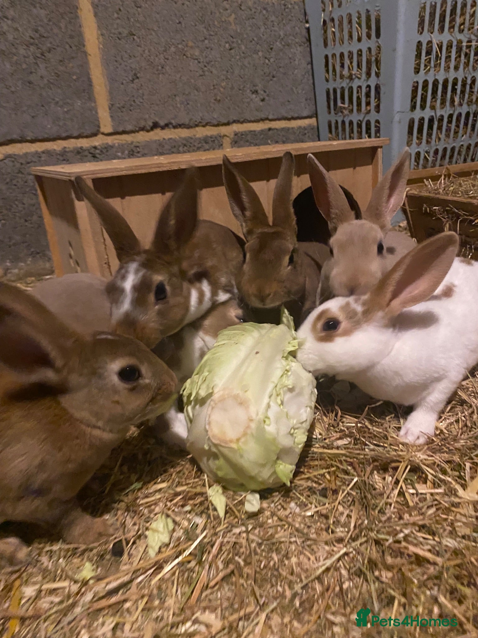 Rex rabbits READY TO GO! Stunning Mini Rex Rabbit Babies - Advert 4