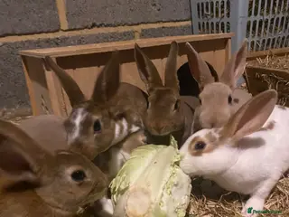 Rex rabbits READY TO GO! Stunning Mini Rex Rabbit Babies - Advert 4