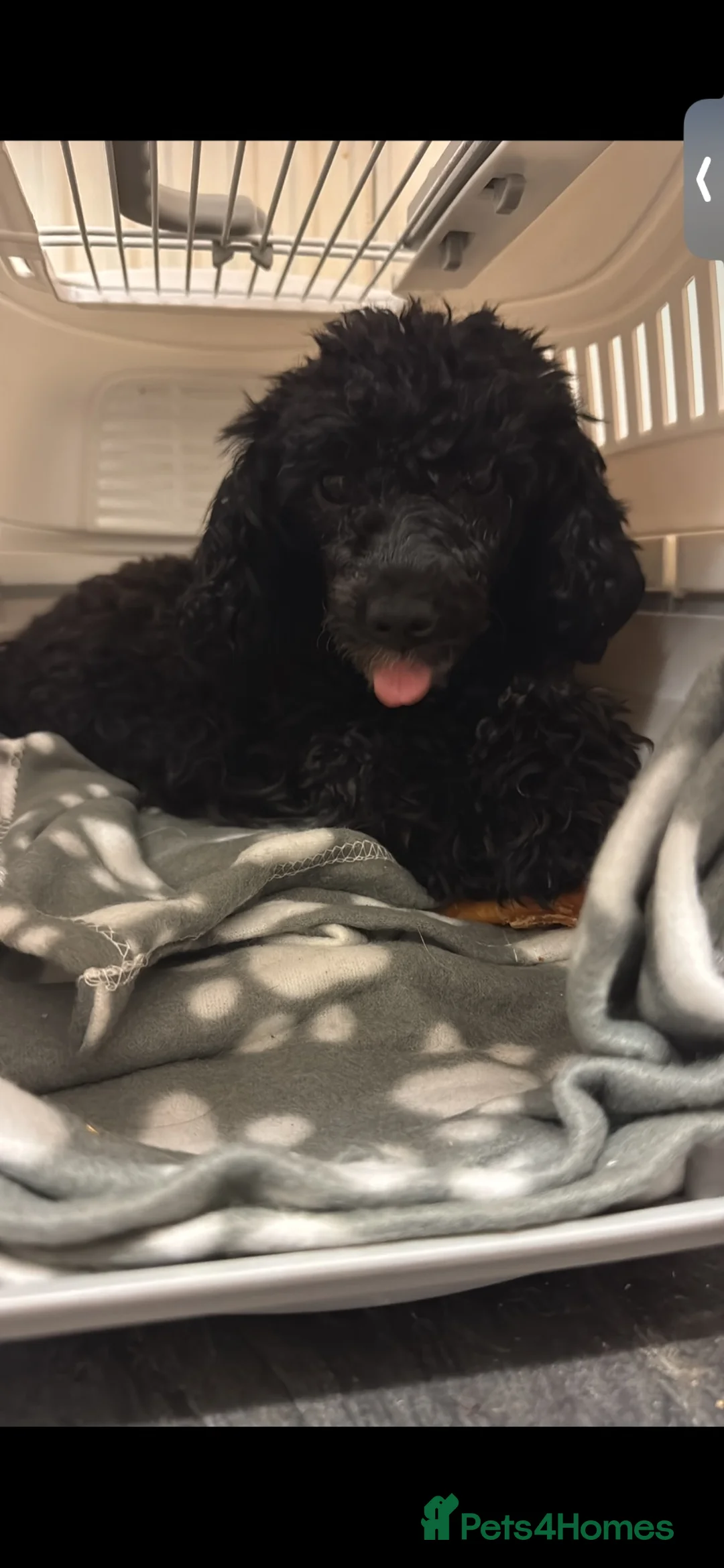 Toy Poodle dogs for sale: Toy Poodle £750 - Advert 4
