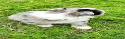 Border Collie dogs for sale: Specialist Bred Border Collie Pups Merle - Advert 7