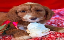 Mixed Breed dogs for sale: Australian Labradoodle  - Image 5