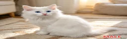 Ragdoll cats for sale: RAGDOLLS BICOLOUR BOY BLUE EYES READY NOW  - Advert 6