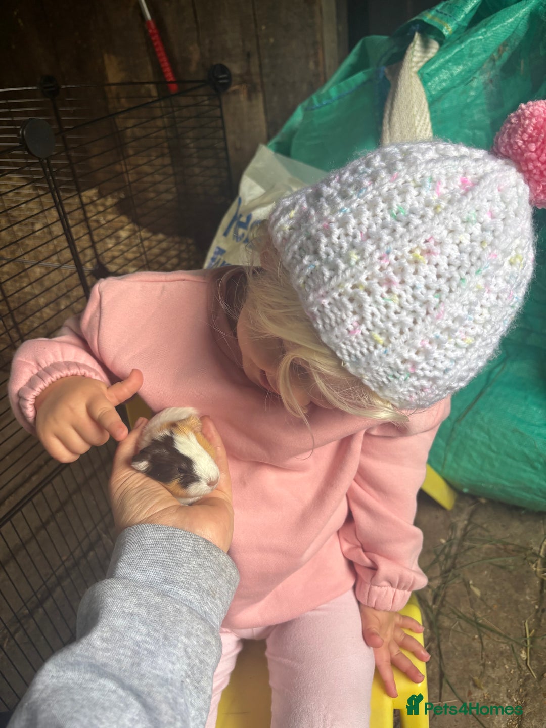 Guinea Pig rodents for sale: Baby Boy Guinea Pigs - Image 7