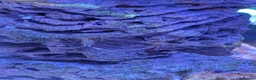 Other/Mixed Breed fish for sale: Marine fish  - Advert 9