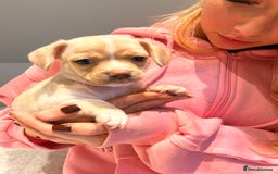 Chiweenie dogs for sale: chiweenie - Image 10