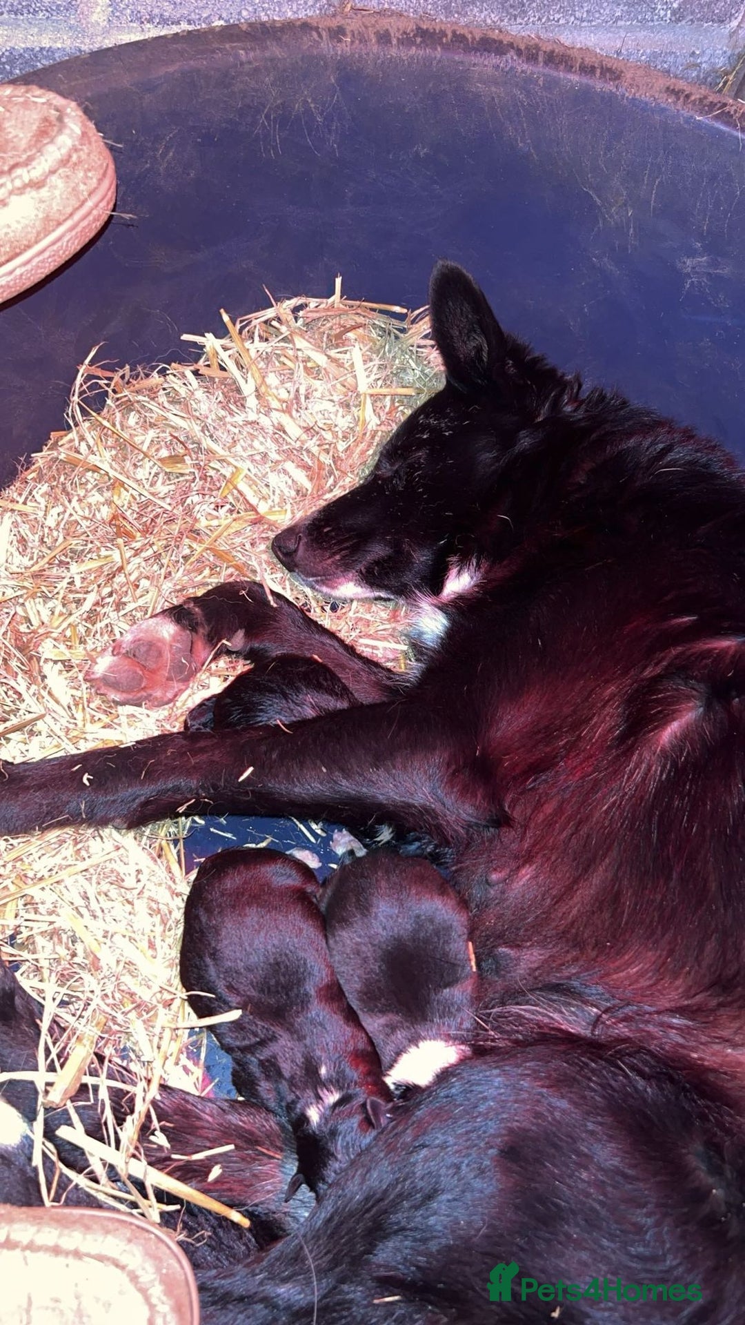 Mixed Breed dogs for sale: Beautiful litter of collie pups - Advert 9
