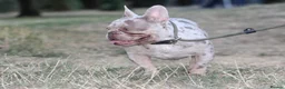 French Bulldog dogs for stud: Isabella & tan merle - Advert 5