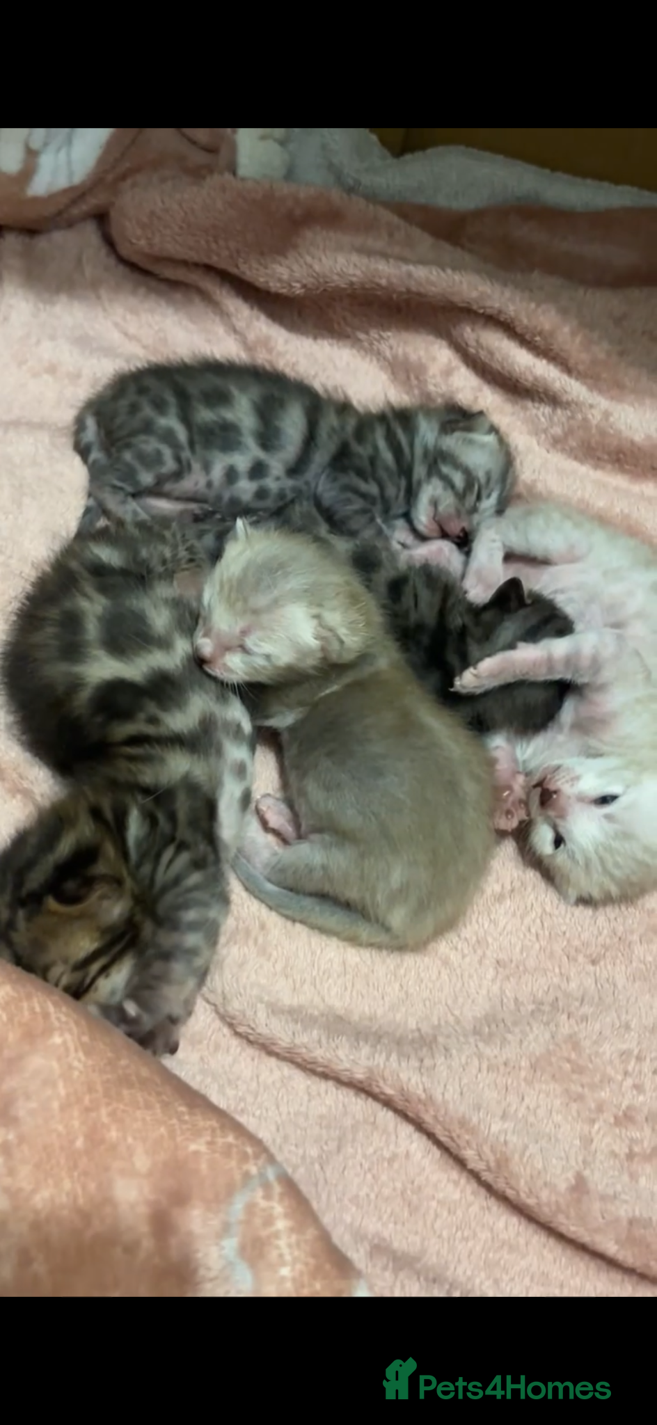 Bengal cats for sale: 🌟pedigree bengal kittens🌟 - Advert 4