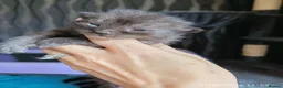 Mixed Breed cats for sale: KITTENS LOOKING FOR LOVING HOMES - Advert 21