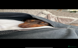 Dachshund dogs for sale: Miniature Chocolate Dapple Dachshund Bitch  - Image 12