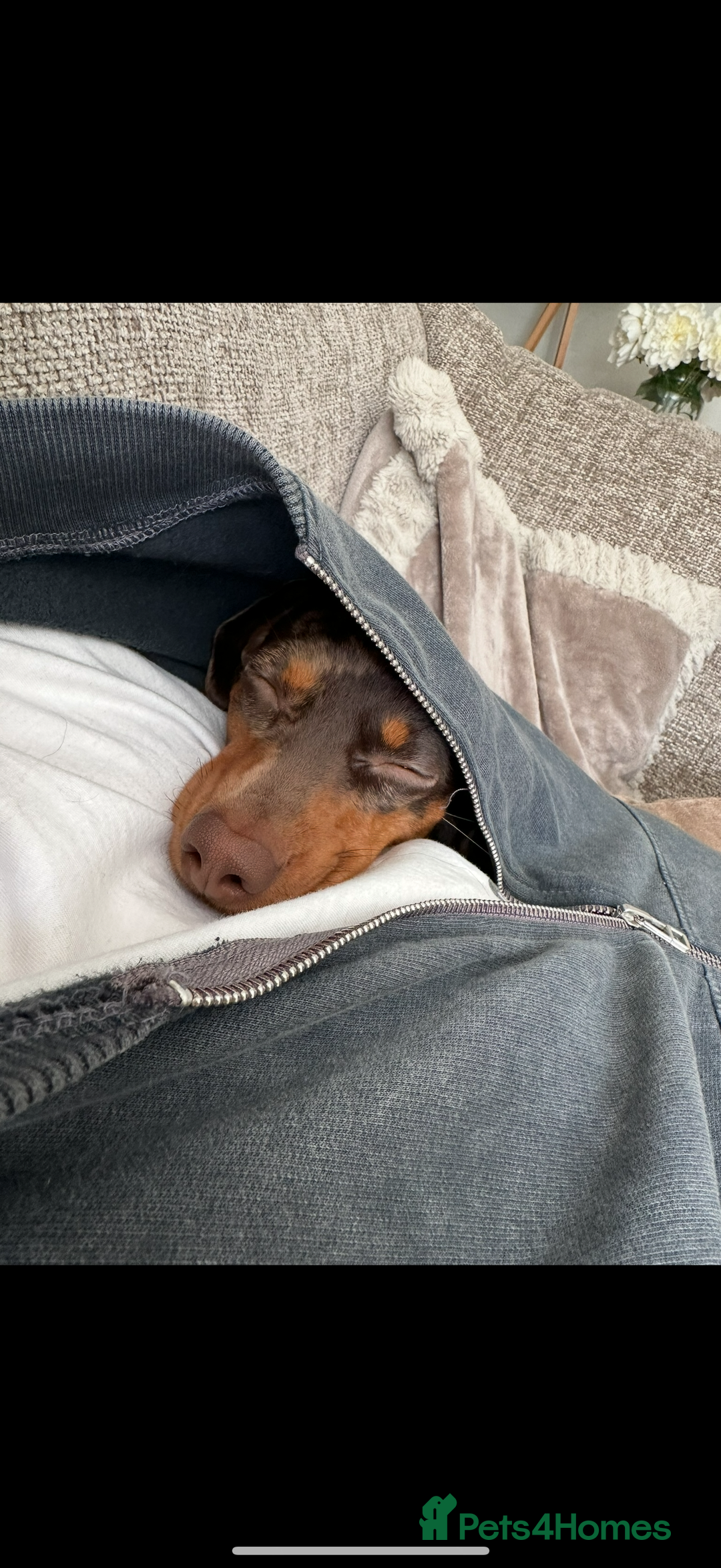 Dachshund dogs for sale: Miniature Chocolate Dapple Dachshund Bitch  - Image 12