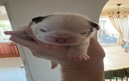 English Bulldog dogs for sale: English bulldogs - Advert 25