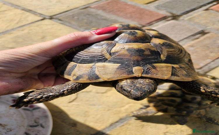 Tortoise reptiles - Advert 2