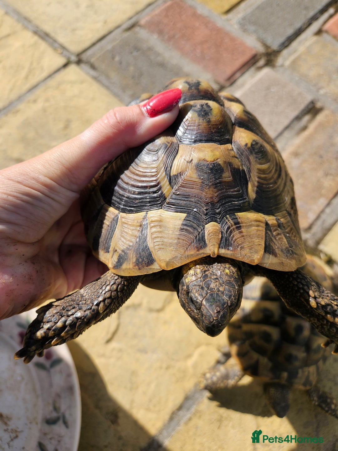 Tortoise reptiles for sale: Tortoise x 2 (twins) - Image 1