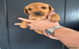 Labrador Retriever dogs for sale: KC registered Fox Red Labrador puppies  - Image 8