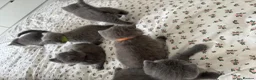 British Shorthair cats for sale: Stunning 😍 British shorthair kittens 🐱  - Advert 6