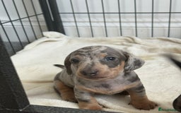 Dachshund dogs for sale: Dachshund pups!! - Image 2
