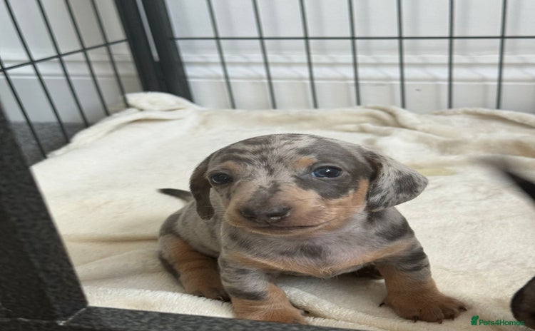 Dachshund dogs - Advert 2