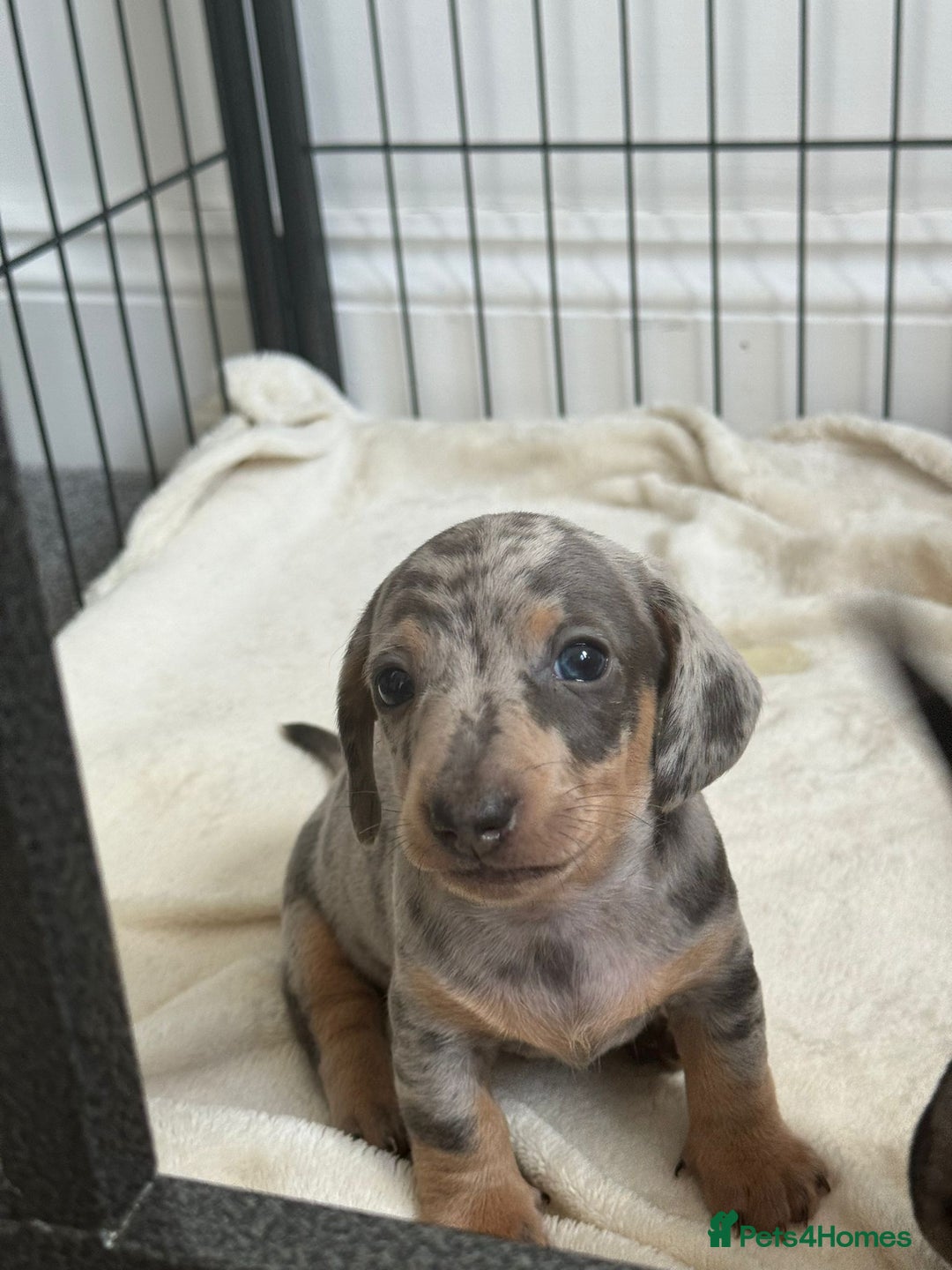 Dachshund dogs for sale: Dachshund pups!! - Image 2