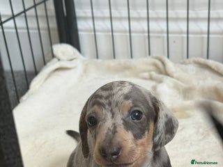 Dachshund dogs - Advert 8