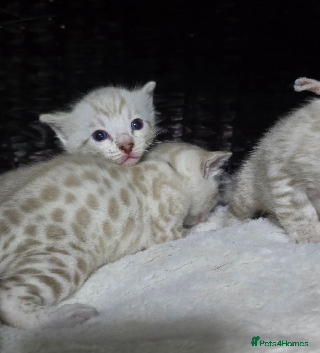 Bengal cats for sale: 🔥Outstanding Seal lynx and brown bengal kittens🔥 - Advert 20