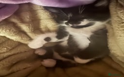 Mixed Breed cats for sale: Female kittens for sale - Image 3
