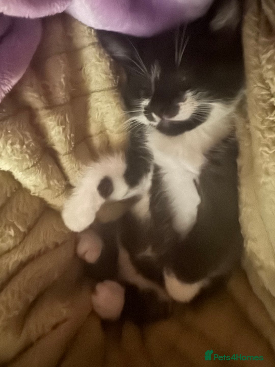 Mixed Breed cats for sale: Female kittens for sale - Image 3