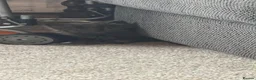 Mixed Breed cats for sale: Three grey kittens  in Peterborough - Advert 2
