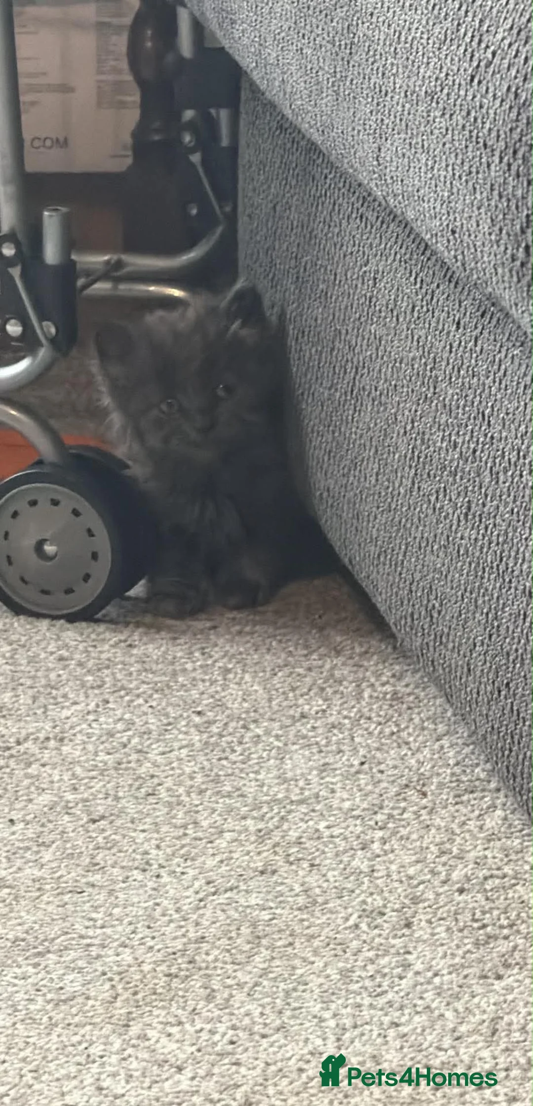 Mixed Breed cats for sale: Three grey kittens  in Peterborough - Advert 2