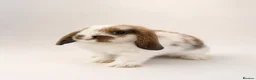 Mini Lop rabbits for sale: 🐰 Mini Lop Bunnies - Ready to reserve 🐰 - Advert 2