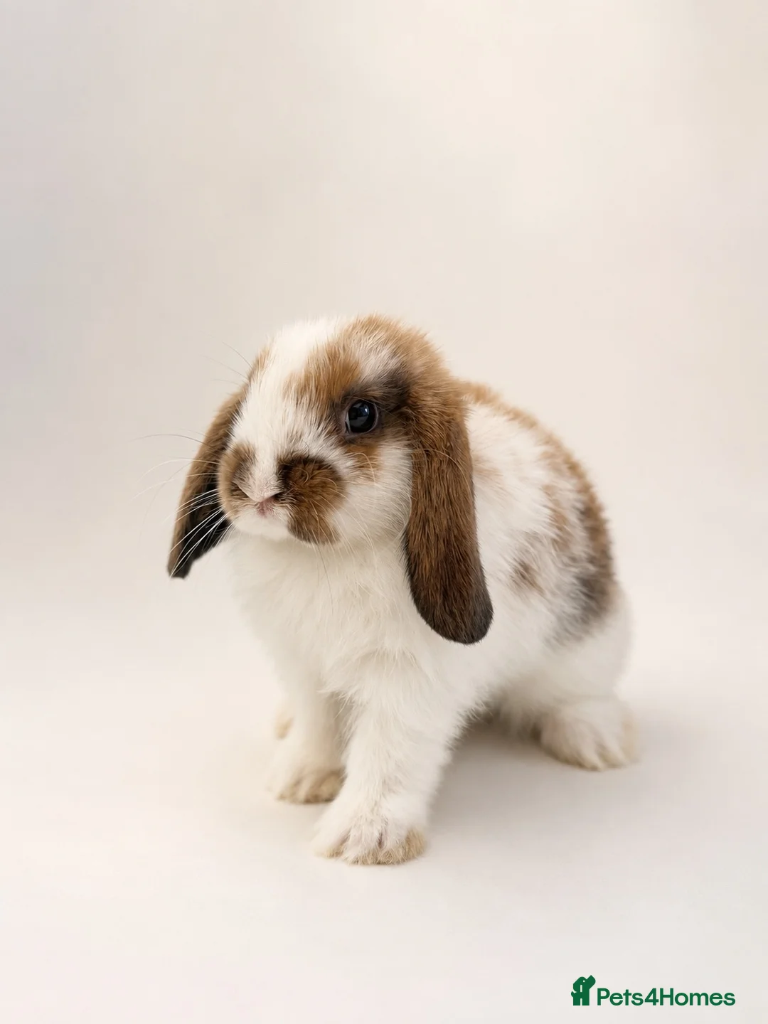 Mini Lop rabbits for sale: 🐰 Mini Lop Bunnies - Ready to reserve 🐰 - Advert 2